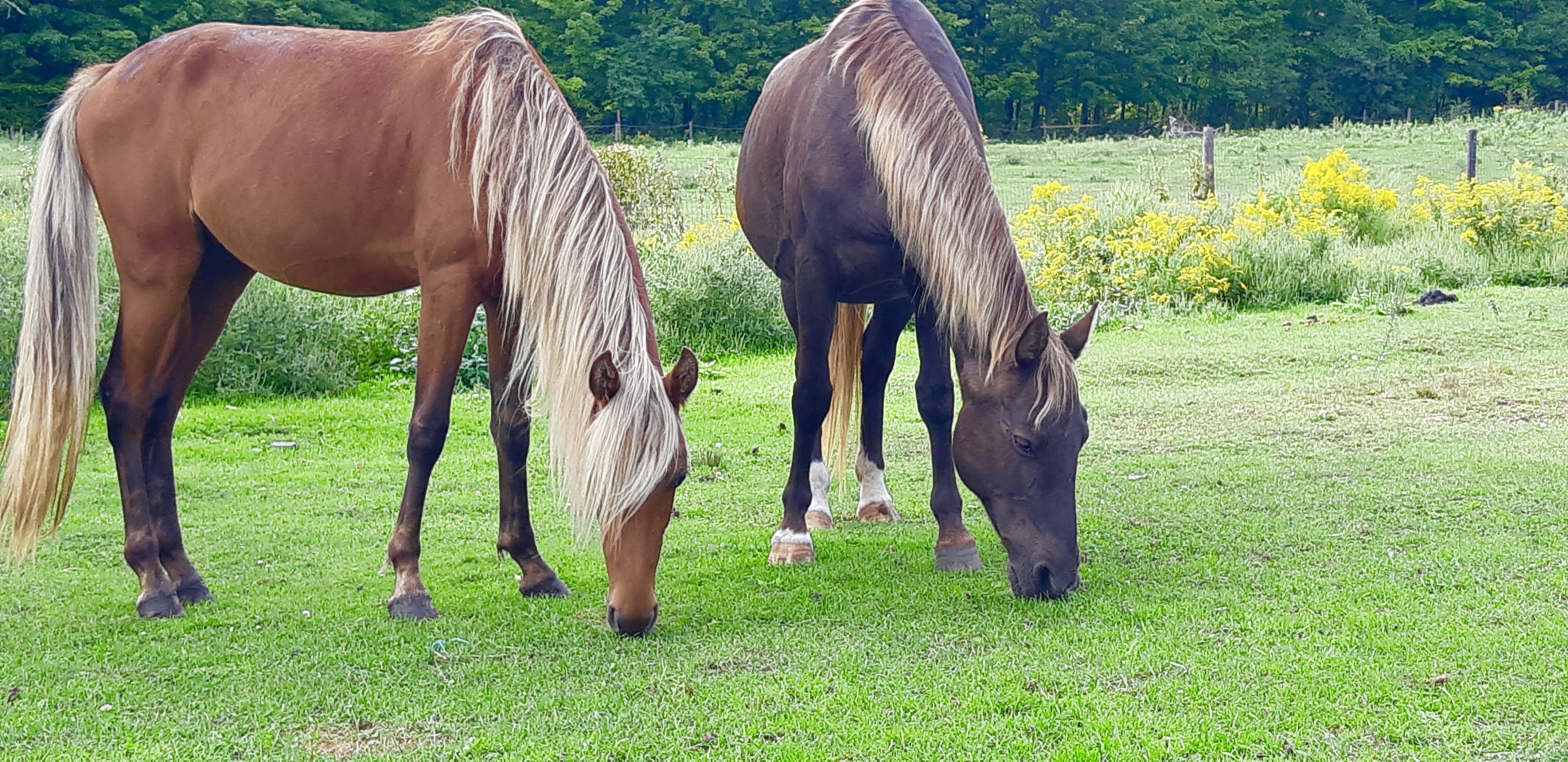 GAITED HORSES Rocky Mountain Horse Farm